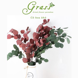 [Mừng Khai Trương] Hoa khô LÁ KHUYNH DIỆP Trang trí nhà cửa, Decor chụp ảnh, chụp ảnh cưới vintage, Phòng làm việc
