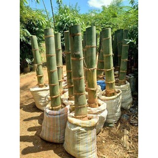 Cây TRE KHỔNG LỒ THÁI Lan