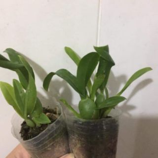 vũ nữ cây giống bao đẹp