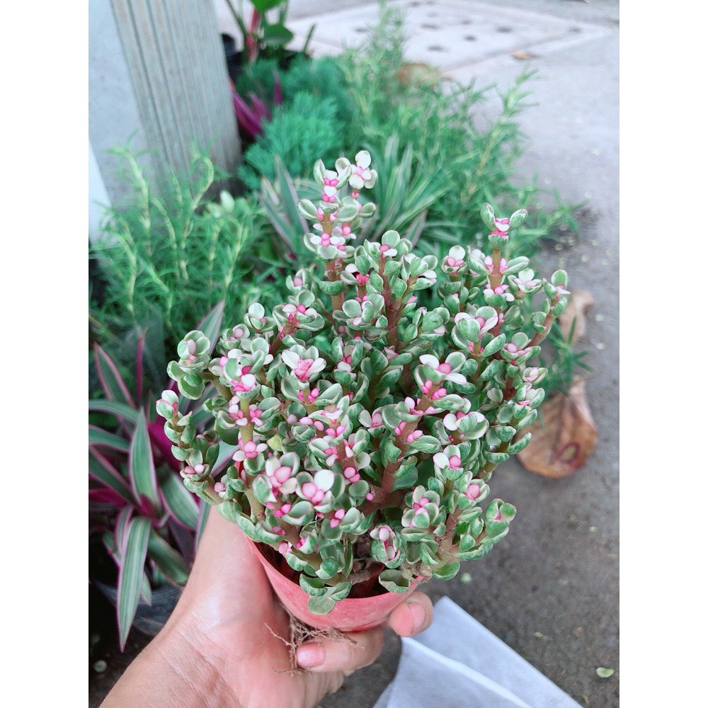 Đô La Hồng Kèm Chậu Sứ