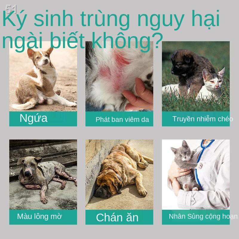 thuốc bọ chét bên ngoài the dog tẩy giun cho mèo veA