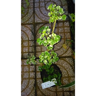 Mua  Bonsai  Đinh lăng Thái cẩm thạch ghép lá xanh gốc bonsai