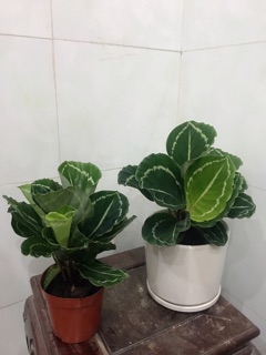 Đuôi công lá xanh viền