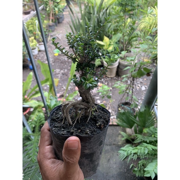 Cây Sam Hương mini để bàn và cây thô gốc lớn