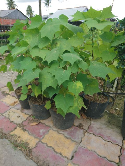 Cây hoa phù dung- Hoa kiểng Nguyễn Lộc- Cây giống chất lượng cao
