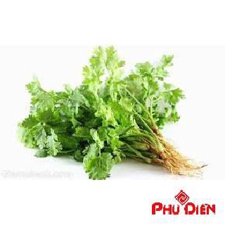 20 gr hạt giống rau mùi ta phú điền