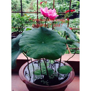 HẠT GIỐNG SEN MINI NHẬT BẢN
