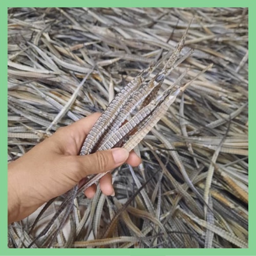 + 2 con Hải Long 3 cạnh/Hải xà biển khô