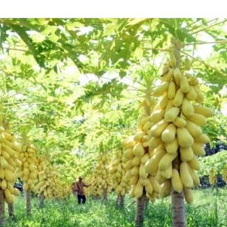 Bộ 3 gói hạt giống đu đủ vàng (TẶNG gói kích thích hạt nảy mầm)