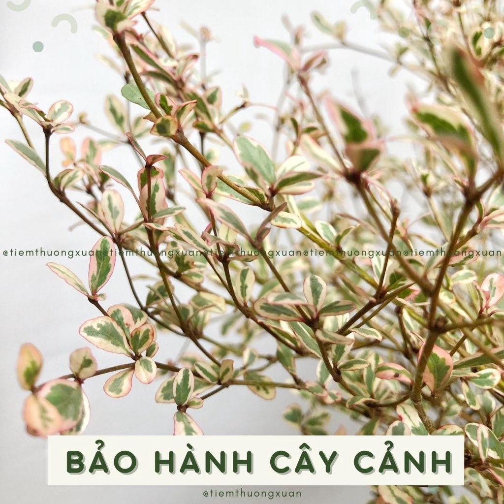 Cây bàng nhật - Cây cảnh trang trí văn phòng, nhà cửa đời sống