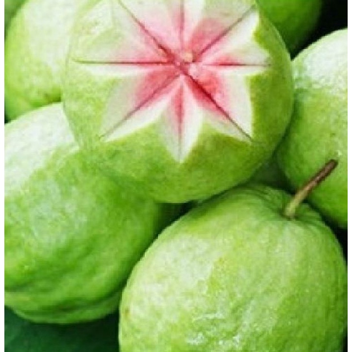 Hạt giống cây ổi xá lị ruột đỏ Đài Loan f1- Gói 15 hạt-tặng kèm gói phân bón lót