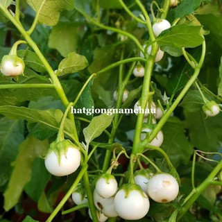 1GR - HẠT GIỐNG CÀ PHÁO TRẮNG