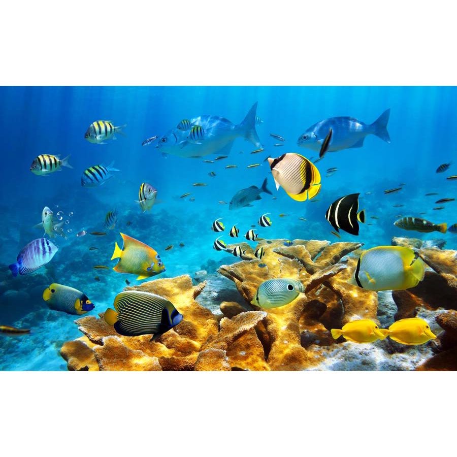 Tranh 3D Dán Tường Đại Dương không phai màu