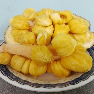 Cây giống Mít Tố Nữ ghép [ siêu sớm ]