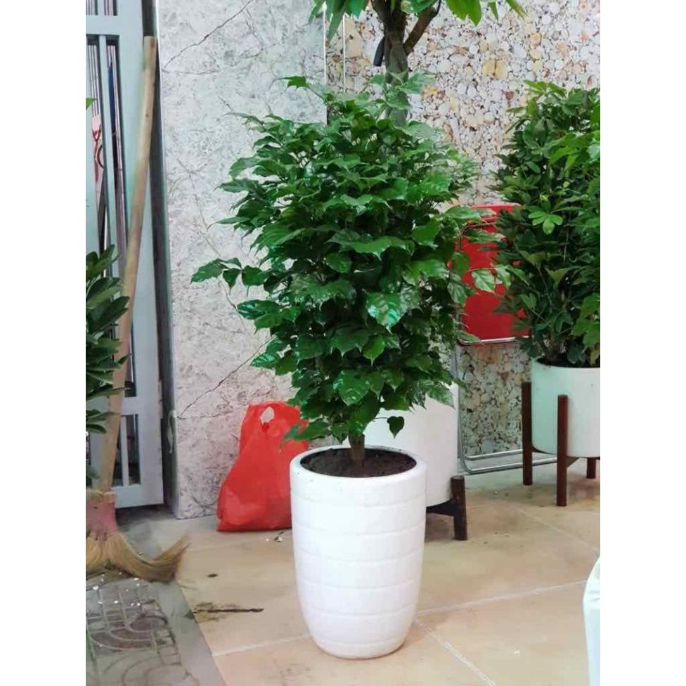 Cây hạnh phúc thân gỗ loại to 50-60cm + Tặng  phân hữu cơ cao cấp