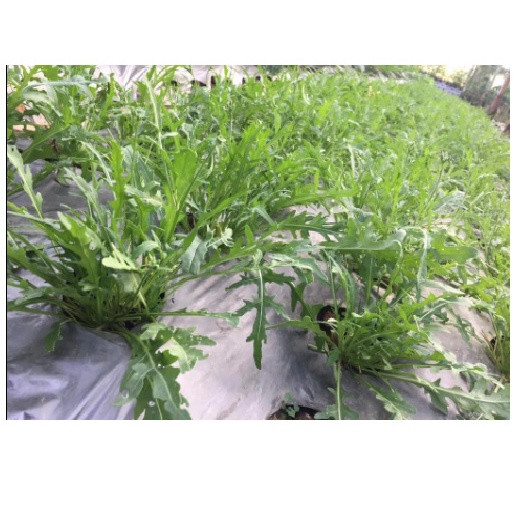 Lá xà lách Rocket tươi 100g/500g