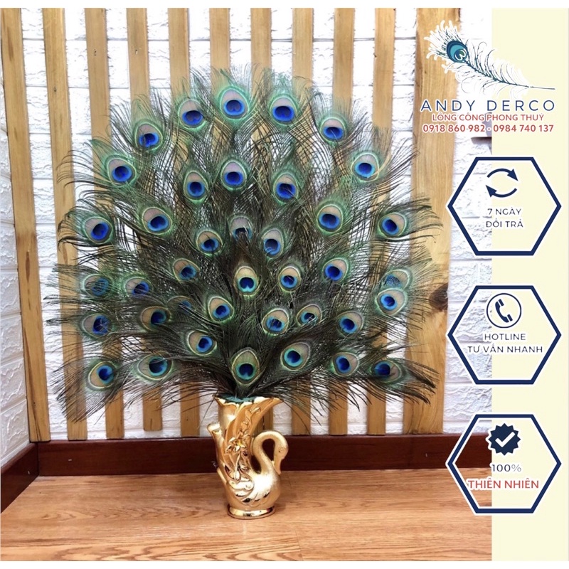 🦚Cắm sẵn ship Toàn quốc🦚 Bình cắm LÔNG CÔNG + 36 39 55 cành lông công đẹp