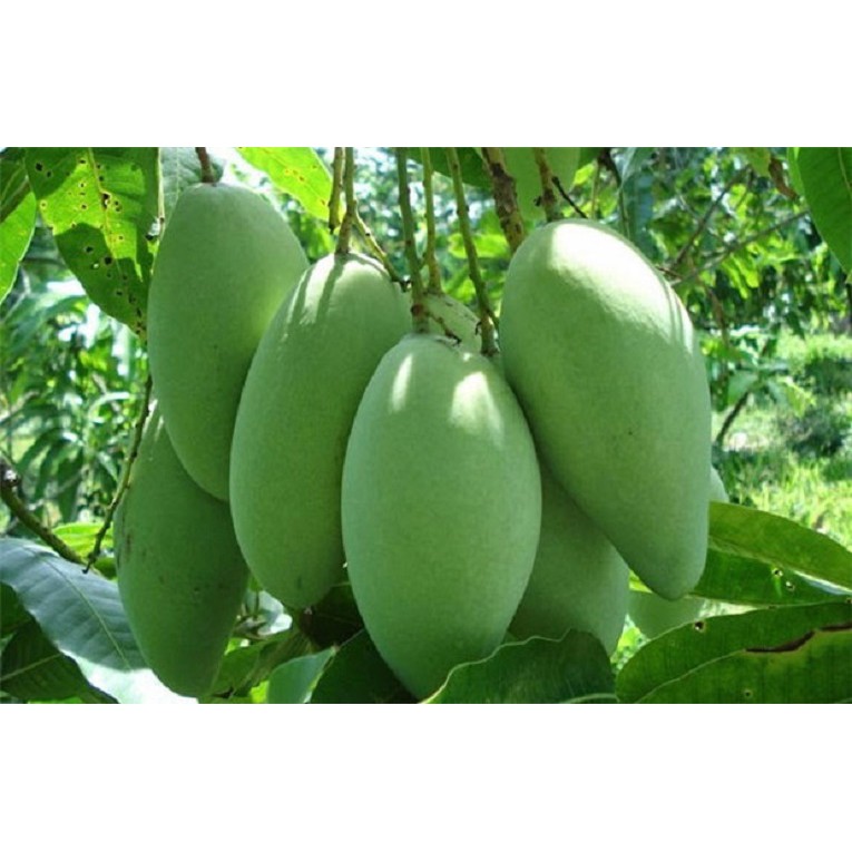 Phân bón hữu cơ sinh học Trimix N1 tốt cây xanh lá - dạng viên tan chậm (gói 700g)