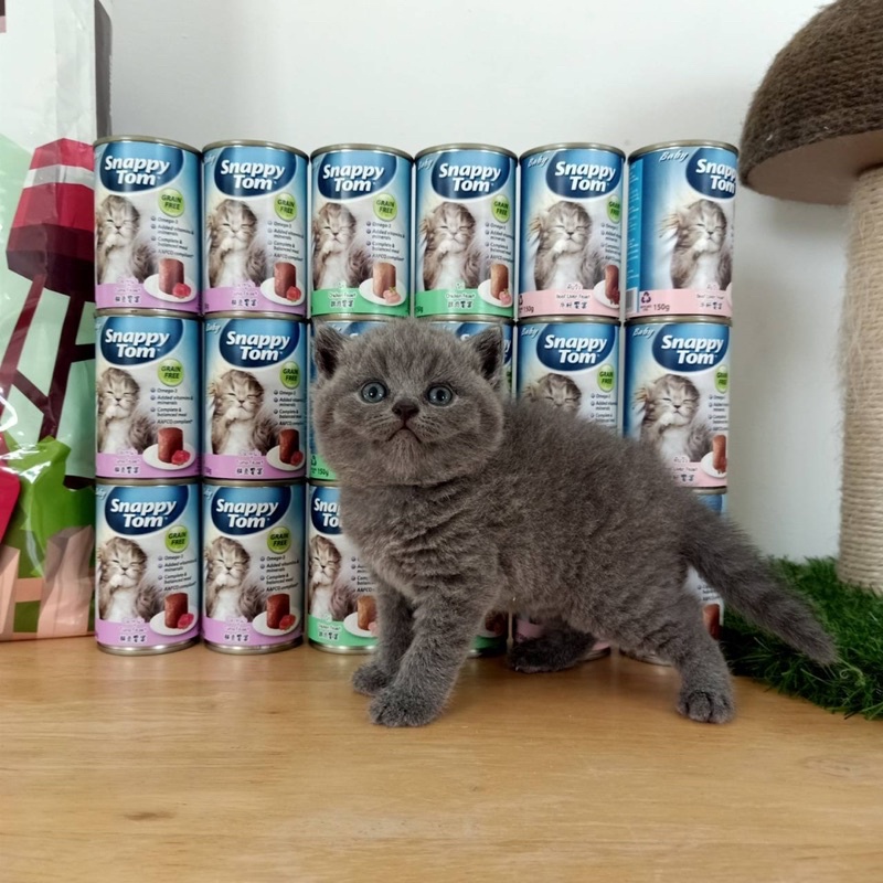 Pate SnappyTom Baby 150g cho mèo con - Thức ăn dinh dưỡng thú cưng Gogi Meow Mart