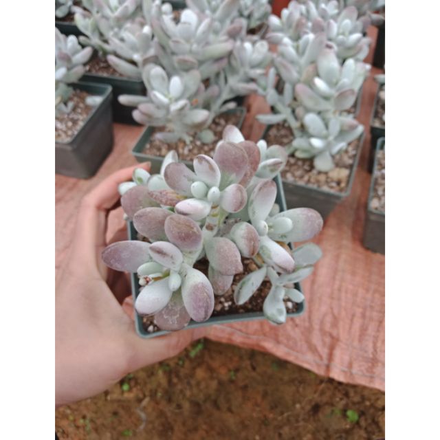 SEN ĐÁ SỎI VIỀN ĐEN
