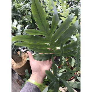 Chậu dương xỉ lá bạc - Vừa trang tri, vừa cắt cành cắm hoa