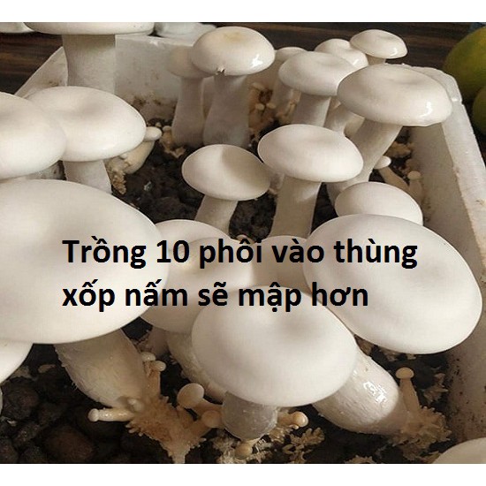 Combo 10 phôi nấm hoàng đế