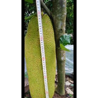 Cây 🌲 Mít Malaysia trái dài