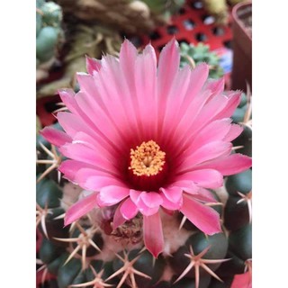 Xương rồng cory hoa hồng