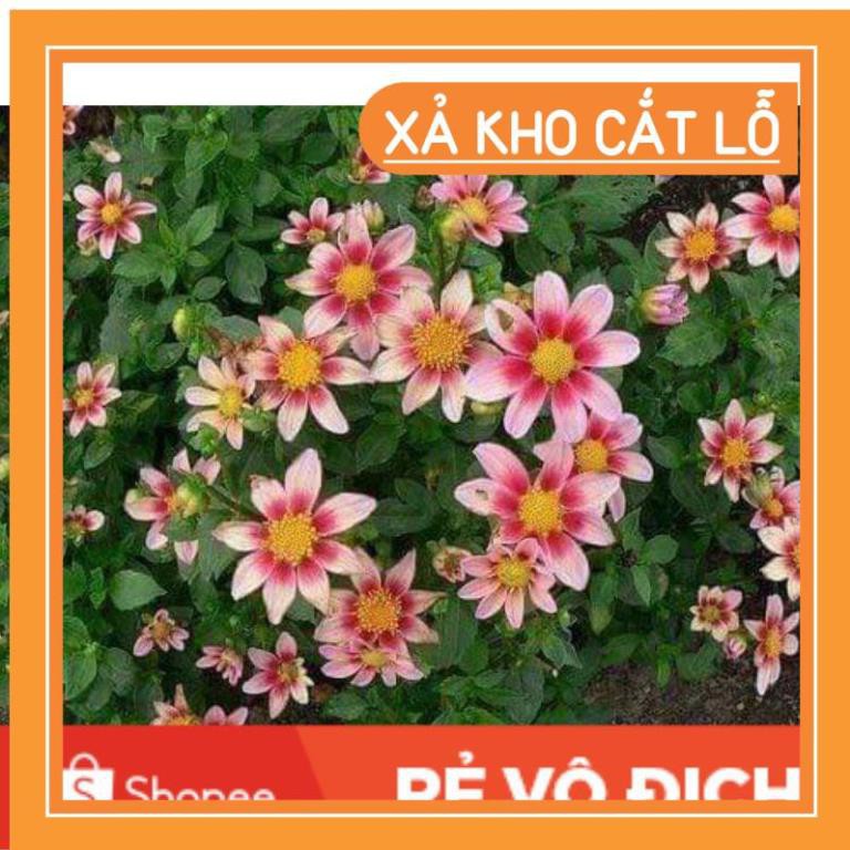 (SALE LỚN) 50H hoa thược dược đơn bụi nhiều màu siêu hoa xinh xắn