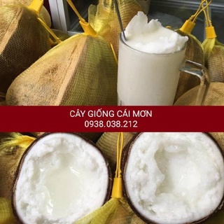 CÂY GIỐNG DỪA SÁP CẦU KÈ TRÀ VINH