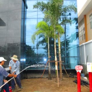 Cây 🌲 Cau đuôi chồn 1m8