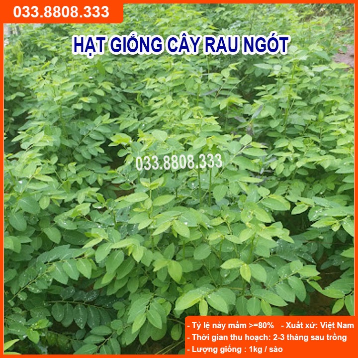 Hạt Giống Rau Ngót ( bù ngót, bồ ngót, rau tuốt) - Rau Nhiều Dinh Dưỡng