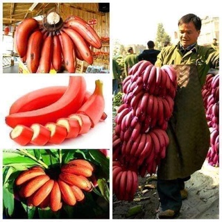 Cây giống Chuối Đỏ Dacca (cấy mô chuẩn giống cây trồng)