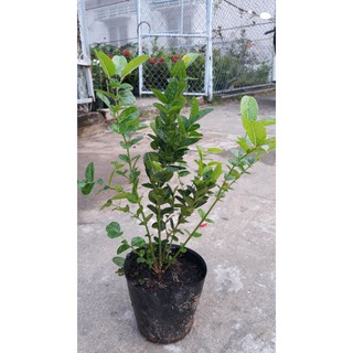 Cây siro nhiều nhánh