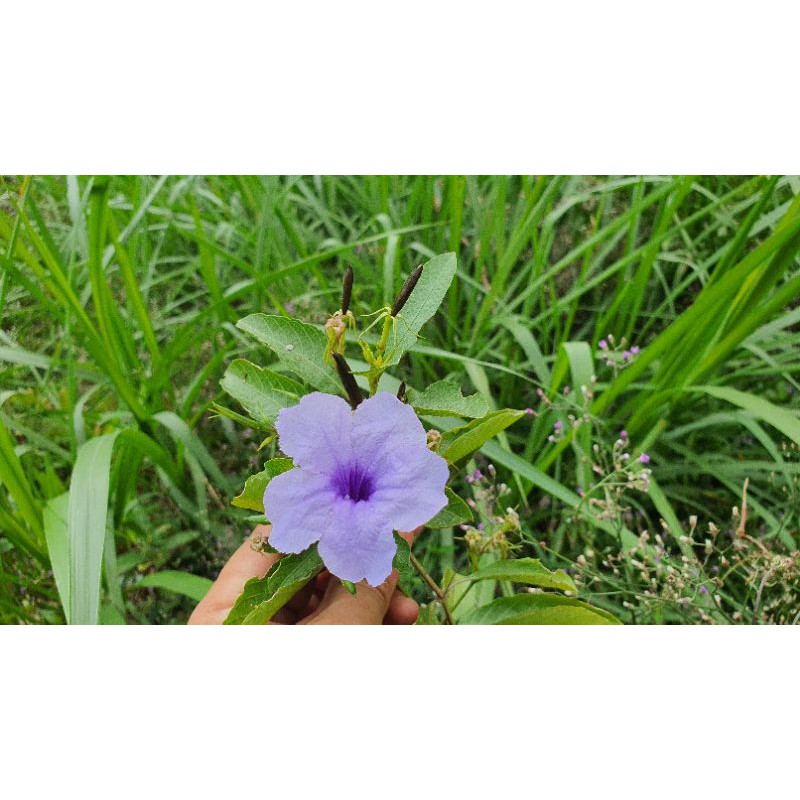 Hạt giống cây cỏ nổ  - 20 quả