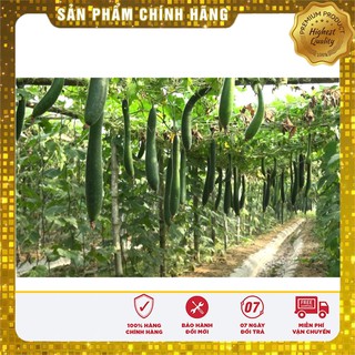 Hạt giống Bí Sặt 2gram