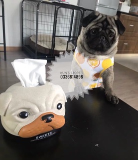 Hộp đựng giấy ăn hình chó Pug