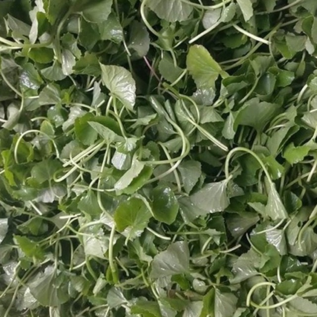 Bột rau má sấy lạnh hộp 500g