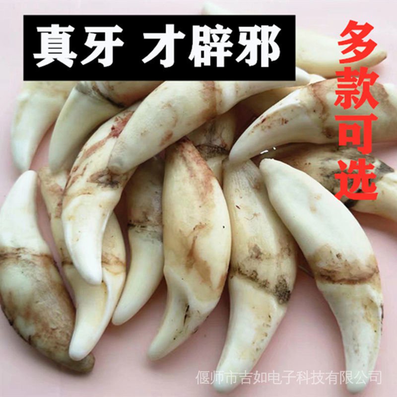 Dây Chuyền Mặt Hình Răng Nanh Chó Đen Chính Hãng 5ZVM