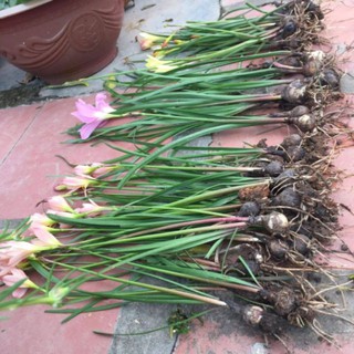 100/50 củ Huệ Mưa mix màu