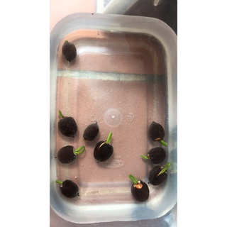 Hạt giống SEN MINI NHẬT mix màu
