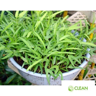 Giống rau muống 10g