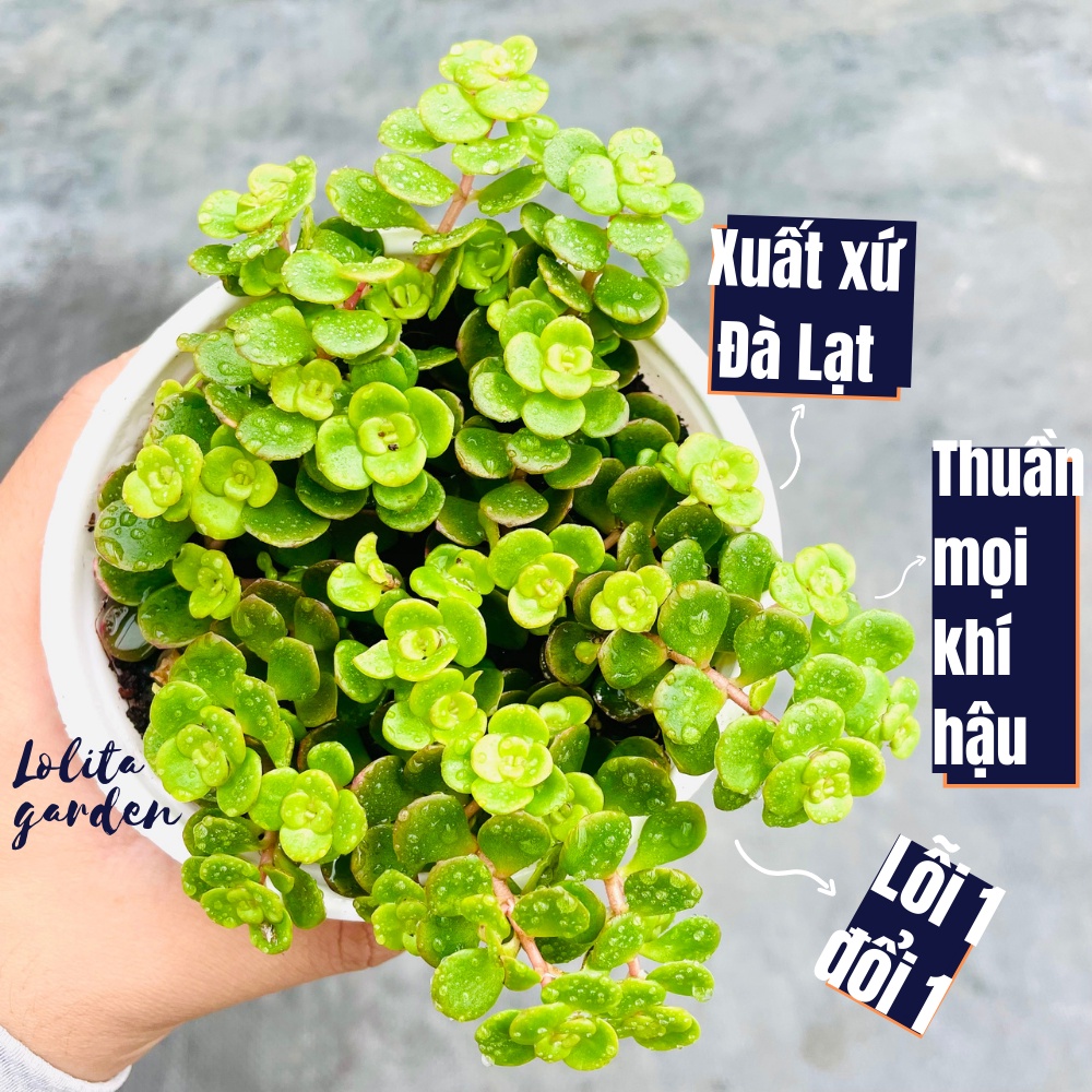 Sen đá sedum vảy cá Đà Lạt size trung bình cây cảnh trang trí nhà cửa Lolita garden