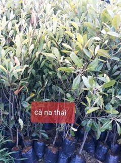Cây giống cà na Thái