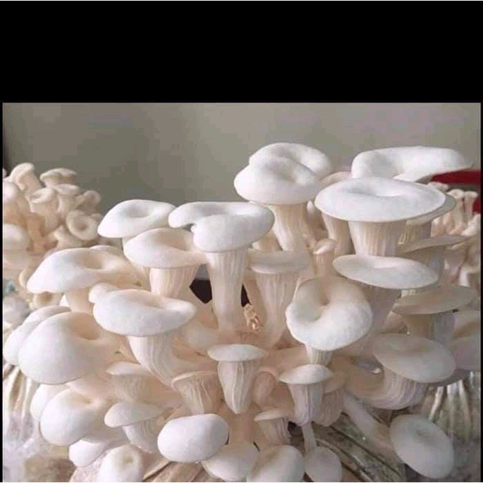 Phôi nấm Sò thái