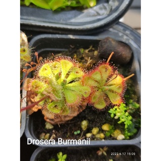 Hạt giống gọng vó Burmanii, filiformis, Byblis, tokaiensis