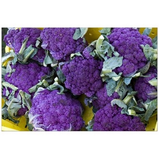 hạt giống Súp lơ tím - 20 hạt