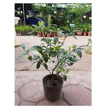 Cây Chanh Tứ Quý không hạt ra quả quanh năm cây giống kèm bầu đất cao 40cm - 60cm lá có mùi thơm làm gia vị nhiều món ăn