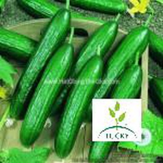 0.5gr hạt giống dưa chuột không hạt trái ngắn hgtg01 thanhhuong