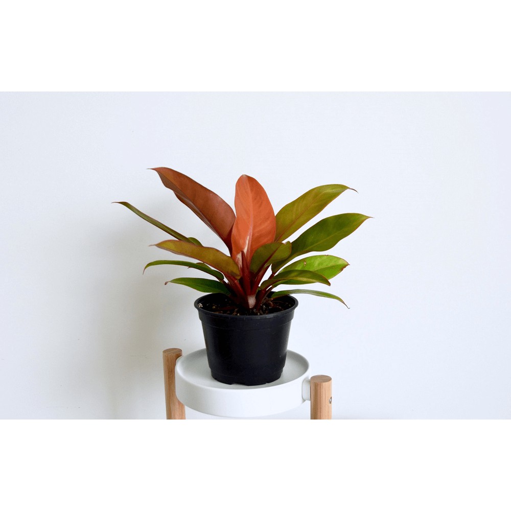 Cây giống Philodendron Red King (Hồng Đế) chậu nhựa